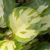 Griselinia littoralis 'Brodick Gold'